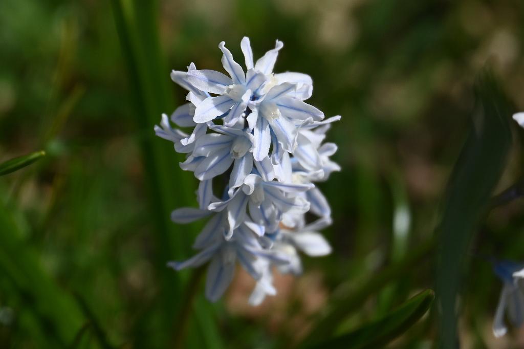 2025-04046221 Tower Hill Botanic Garden, MA.JPG - Striped Squill (Puschkinia scilloides). New England Botanic Garden at Tower Hill, MA, 4-4-2025